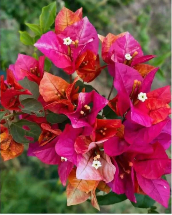 Monduring_Bougainvillea_Plant_|_Grafted_Exotic_Dual_Tone_Bloom_Variety_|_Pink_Orange_Flowers_|_Heavy_Flowering_|_Healthy_Live_Plant_Guaranteed