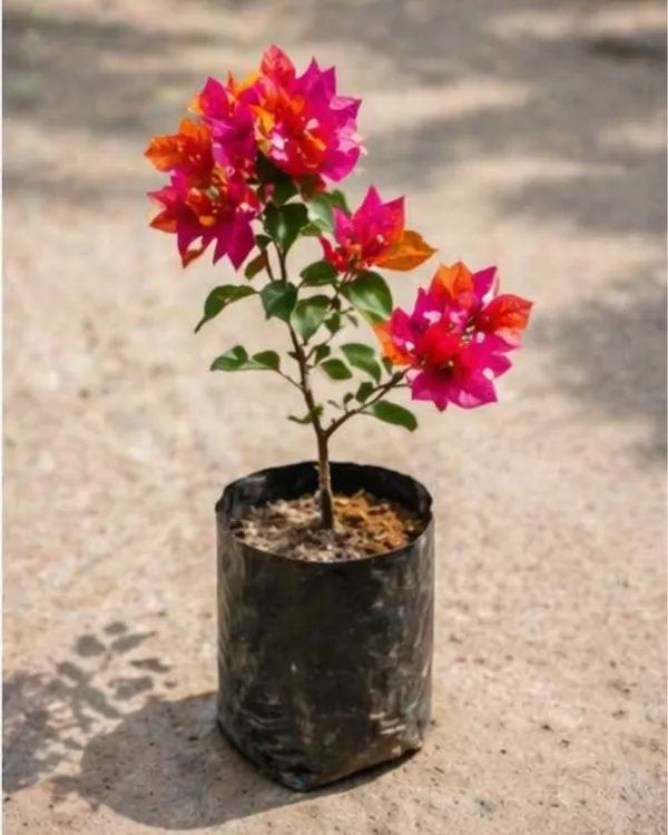 Monduring_Bougainvillea_Plant_|_Grafted_Exotic_Dual_Tone_Bloom_Variety_|_Pink_Orange_Flowers_|_Heavy_Flowering_|_Healthy_Live_Plant_Guaranteed