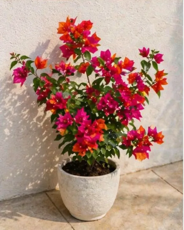 Monduring_Bougainvillea_Plant_|_Grafted_Exotic_Dual_Tone_Bloom_Variety_|_Pink_Orange_Flowers_|_Heavy_Flowering_|_Healthy_Live_Plant_Guaranteed