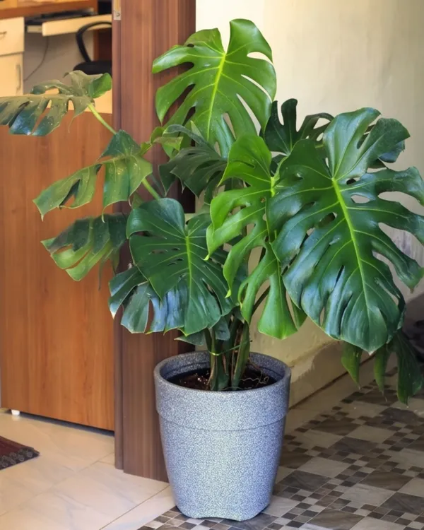 baum-philodendron kaufen Philodendron Selloum ⭥60cm - 