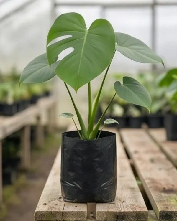 Monstera_Deliciosa_Indoor_Plant_|_Grafted_Monstera_Plant_|_Air_Purifying_|_Healthy_Live_Plant_Guaranteed