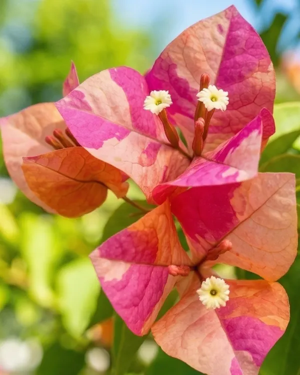 Moonlight_Adarna_Bougainvillea_Plant_|_Grafted_Exotic_Dual_Tone_Bloom_Variety_|_Pink_White_Flowers_|_Heavy_Flowering_|_Healthy_Live_Plant_Guaranteed