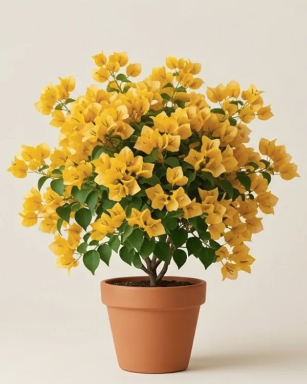 Moonlight_Yellow_Bougainvillea_Plant_|_Grafted_Bright_Moonlight_Bloom_Variety_|_Yellow_White_Flowers_|_Heavy_Flowering_|_Healthy_Live_Plant_Guaranteed