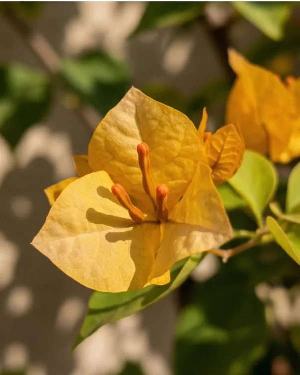 Moonlight_Yellow_Bougainvillea_Plant_|_Grafted_Bright_Moonlight_Bloom_Variety_|_Yellow_White_Flowers_|_Heavy_Flowering_|_Healthy_Live_Plant_Guaranteed