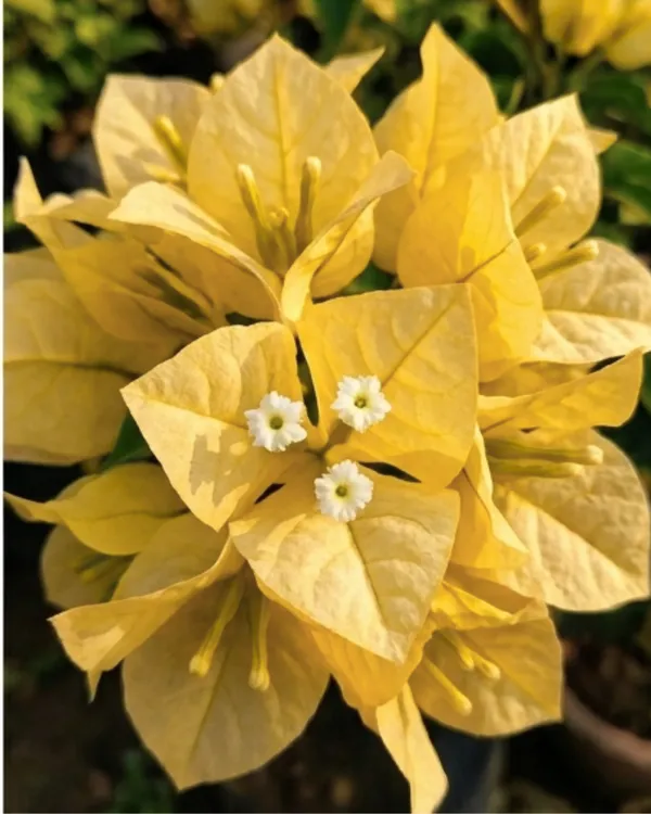 Moonlight_Yellow_Bougainvillea_Plant_|_Grafted_Bright_Moonlight_Bloom_Variety_|_Yellow_White_Flowers_|_Heavy_Flowering_|_Healthy_Live_Plant_Guaranteed