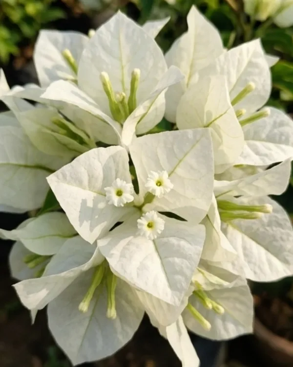 Mrs_Alice_Bougainvillea_Plant_|_Grafted_Classic_Premium_Bloom_Variety_|_Pure_White_Flowers_|_Heavy_Flowering_|_Healthy_Live_Plant_Guaranteed
