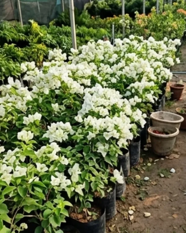 Mrs_Alice_Bougainvillea_Plant_|_Grafted_Classic_Premium_Bloom_Variety_|_Pure_White_Flowers_|_Heavy_Flowering_|_Healthy_Live_Plant_Guaranteed