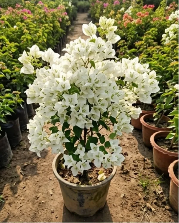 Mrs_Alice_Bougainvillea_Plant_|_Grafted_Classic_Premium_Bloom_Variety_|_Pure_White_Flowers_|_Heavy_Flowering_|_Healthy_Live_Plant_Guaranteed