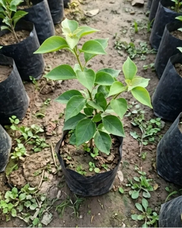 Mrs_Alice_Bougainvillea_Plant_|_Grafted_Classic_Premium_Bloom_Variety_|_Pure_White_Flowers_|_Heavy_Flowering_|_Healthy_Live_Plant_Guaranteed