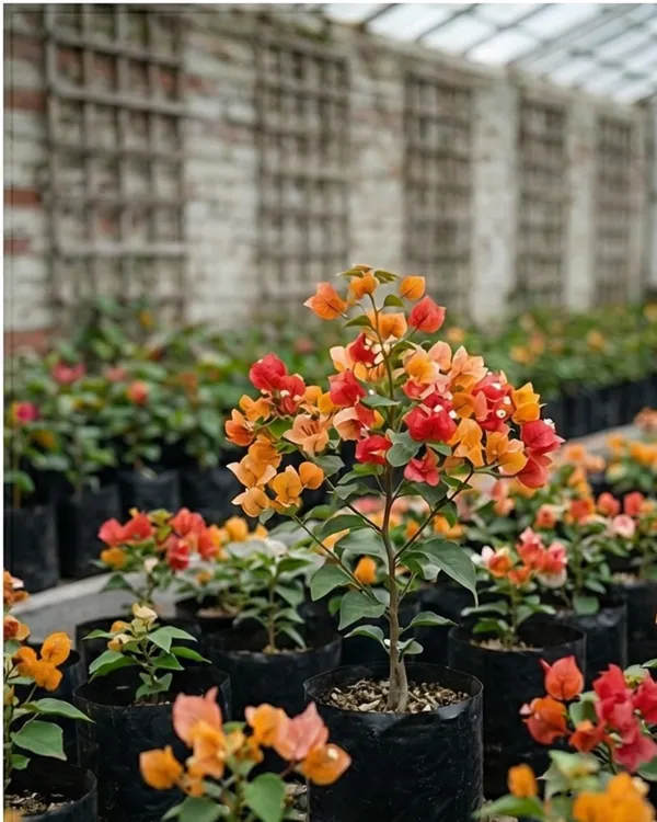 Multi_Grafted_Bougainvillea_Plant_|_Grafted_Multi_Color_Variety_|_Mixed_Color_Flowers_|_Heavy_Flowering_|_Healthy_Live_Plant_Guaranteed