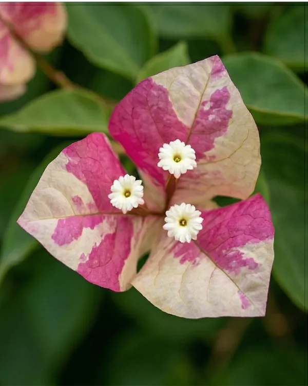 Murayama_Bougainvillea_Plant_|_Grafted_Exotic_Dual_Tone_Bloom_Variety_|_Pink_Orange_Flowers_|_Heavy_Flowering_|_Healthy_Live_Plant_Guaranteed
