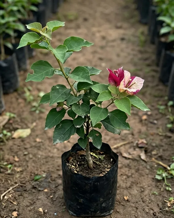 Murayama_Bougainvillea_Plant_|_Grafted_Exotic_Dual_Tone_Bloom_Variety_|_Pink_Orange_Flowers_|_Heavy_Flowering_|_Healthy_Live_Plant_Guaranteed