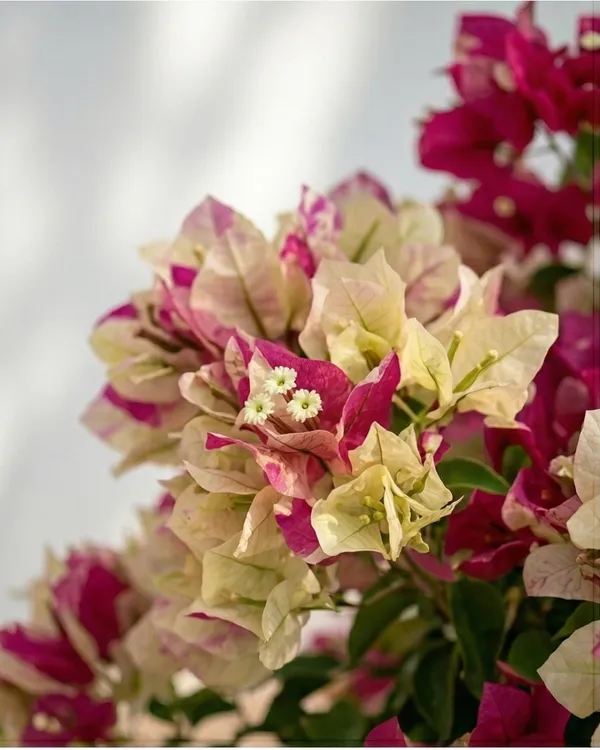 Murayama_Bougainvillea_Plant_|_Grafted_Exotic_Dual_Tone_Bloom_Variety_|_Pink_Orange_Flowers_|_Heavy_Flowering_|_Healthy_Live_Plant_Guaranteed