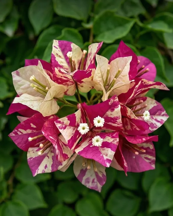 Murayama_Bougainvillea_Plant_|_Grafted_Exotic_Dual_Tone_Bloom_Variety_|_Pink_Orange_Flowers_|_Heavy_Flowering_|_Healthy_Live_Plant_Guaranteed