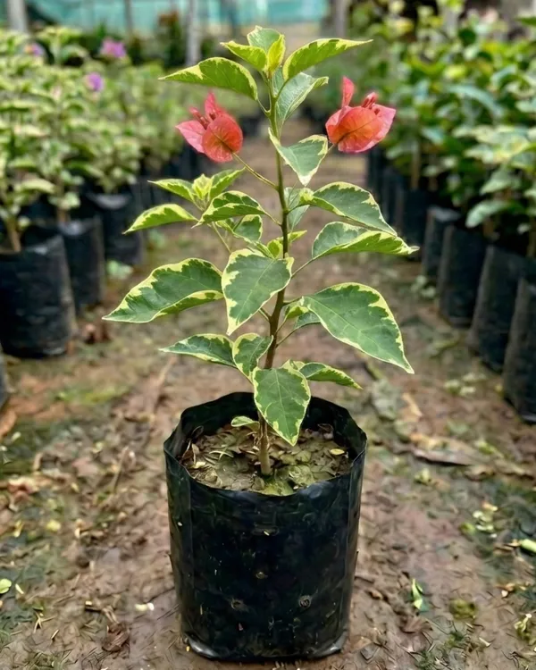 Nescafe_Variegated_Bougainvillea_Plant_|_Grafted_Rare_Variegated_Foliage_Variety_|_Cream_Brown_Pink_Flowers_|_Heavy_Flowering_|_Healthy_Live_Plant_Guaranteed