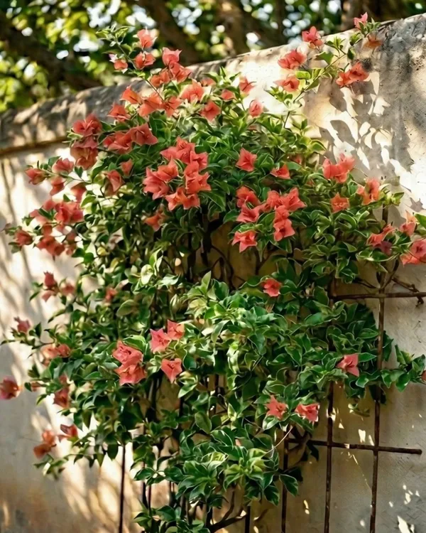 Nescafe_Variegated_Bougainvillea_Plant_|_Grafted_Rare_Variegated_Foliage_Variety_|_Cream_Brown_Pink_Flowers_|_Heavy_Flowering_|_Healthy_Live_Plant_Guaranteed