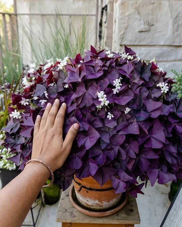Oxalis_Purple_Plant_|_Grafted_Purple_Shamrock_|_Indoor_Decorative_Plant_|_Healthy_Live_Plant_Guaranteed