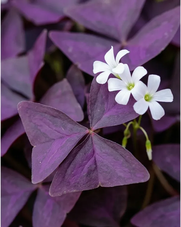 Oxalis_Purple_Plant_|_Grafted_Purple_Shamrock_|_Indoor_Decorative_Plant_|_Healthy_Live_Plant_Guaranteed