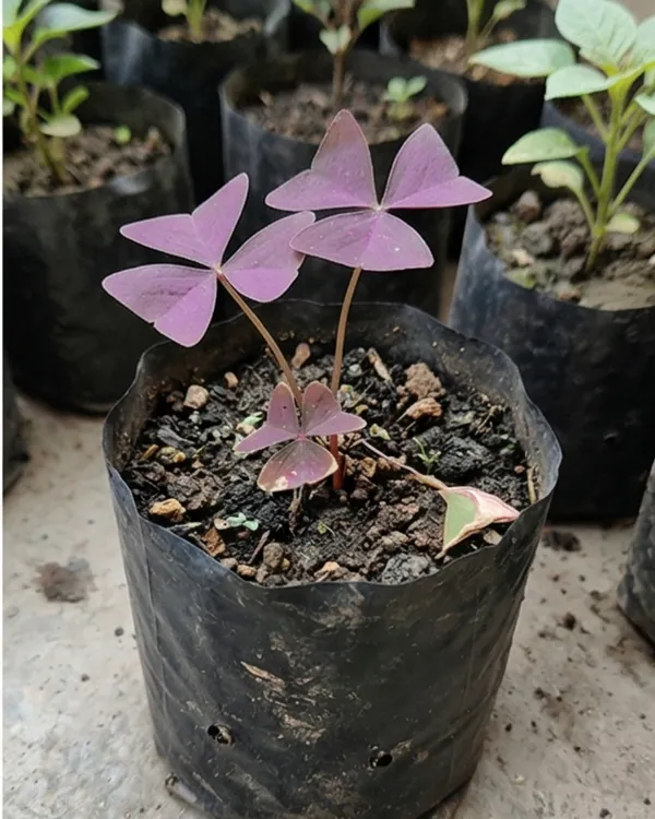 Oxalis_Purple_Plant_|_Grafted_Purple_Shamrock_|_Indoor_Decorative_Plant_|_Healthy_Live_Plant_Guaranteed