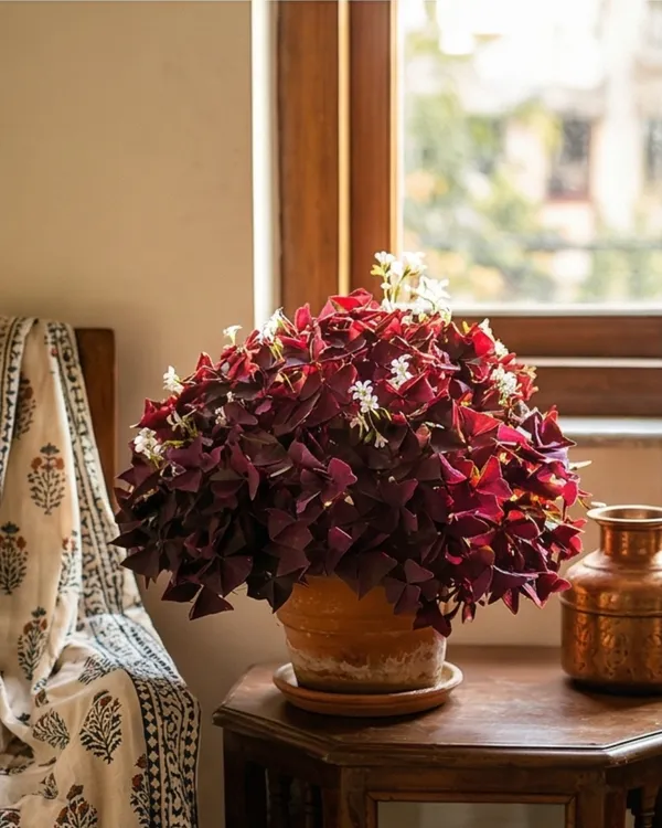 Oxalis_Purple_Plant_|_Grafted_Purple_Shamrock_|_Indoor_Decorative_Plant_|_Healthy_Live_Plant_Guaranteed