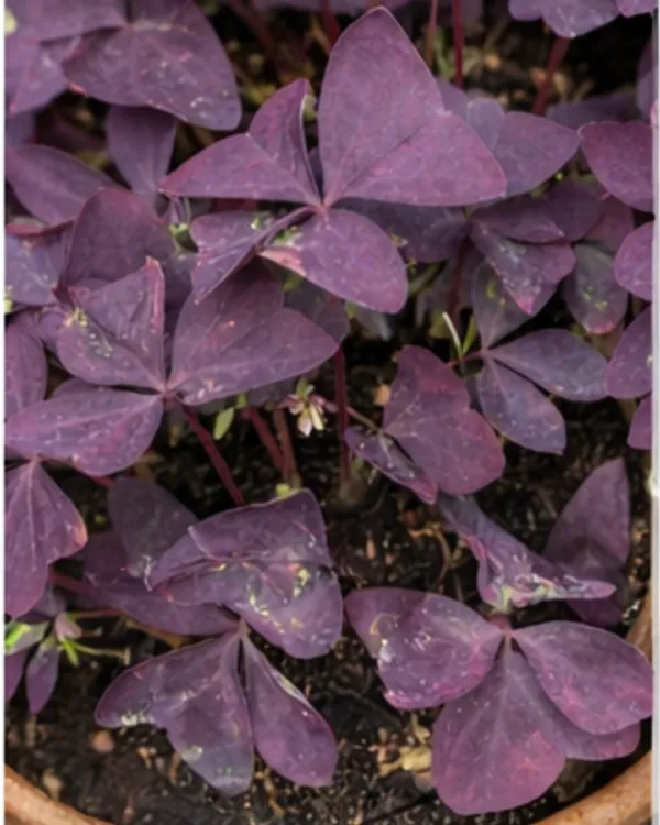 Oxalis_Purple_Plant_|_Grafted_Purple_Shamrock_|_Indoor_Decorative_Plant_|_Healthy_Live_Plant_Guaranteed