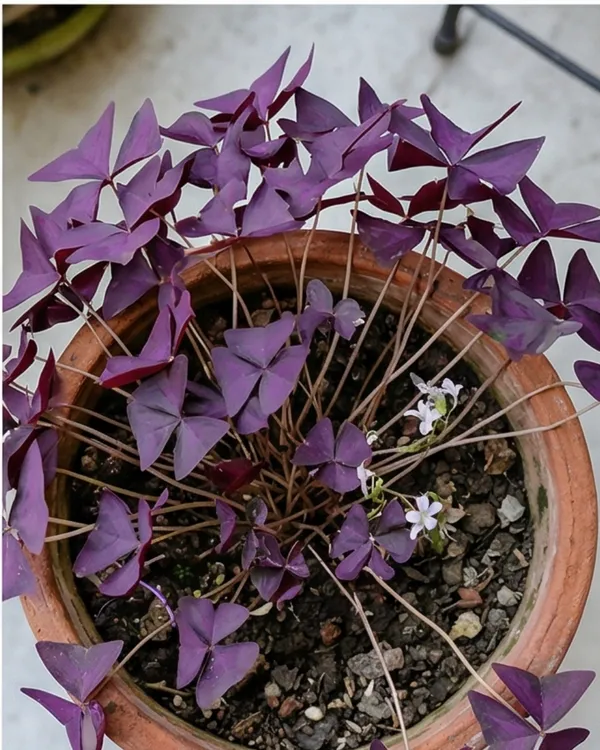 Oxalis_Purple_Plant_|_Grafted_Purple_Shamrock_|_Indoor_Decorative_Plant_|_Healthy_Live_Plant_Guaranteed