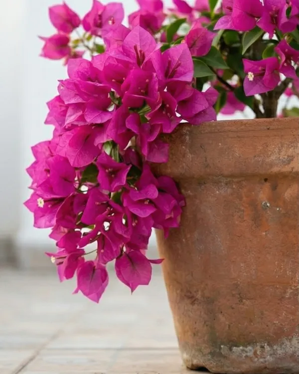 Partha_Bougainvillea_Plant_|_Grafted_Exotic_Bright_Bloom_Variety_|_Bright_Pink_Flowers_|_Heavy_Flowering_|_Healthy_Live_Plant_Guaranteed