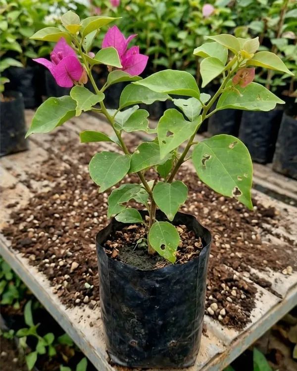 Partha_Bougainvillea_Plant_|_Grafted_Exotic_Bright_Bloom_Variety_|_Bright_Pink_Flowers_|_Heavy_Flowering_|_Healthy_Live_Plant_Guaranteed