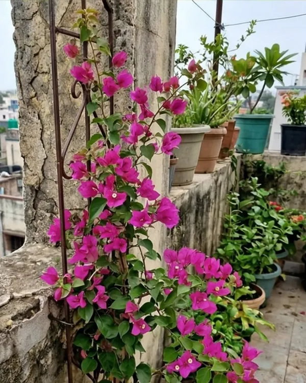 Partha_Bougainvillea_Plant_|_Grafted_Exotic_Bright_Bloom_Variety_|_Bright_Pink_Flowers_|_Heavy_Flowering_|_Healthy_Live_Plant_Guaranteed