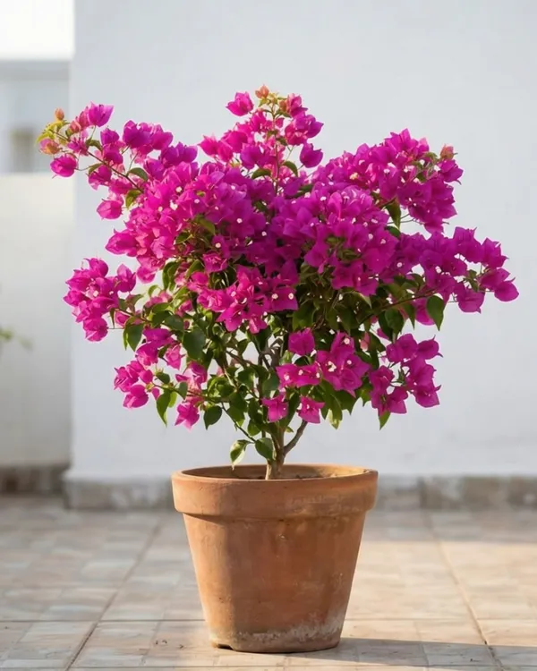 Partha_Bougainvillea_Plant_|_Grafted_Exotic_Bright_Bloom_Variety_|_Bright_Pink_Flowers_|_Heavy_Flowering_|_Healthy_Live_Plant_Guaranteed