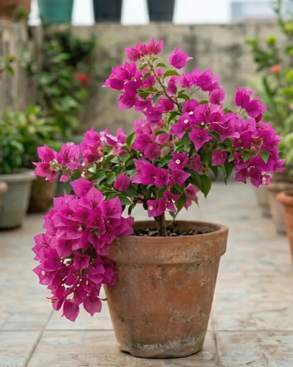 Partha_Bougainvillea_Plant_|_Grafted_Exotic_Bright_Bloom_Variety_|_Bright_Pink_Flowers_|_Heavy_Flowering_|_Healthy_Live_Plant_Guaranteed
