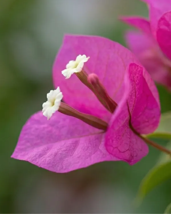 Partha_Bougainvillea_Plant_|_Grafted_Exotic_Bright_Bloom_Variety_|_Bright_Pink_Flowers_|_Heavy_Flowering_|_Healthy_Live_Plant_Guaranteed