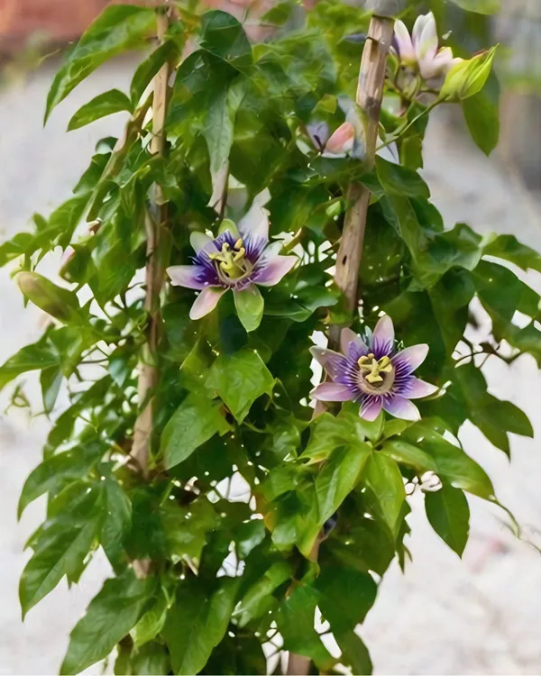 Passion_Flower_Plant_|_Grafted_Krishna_Kamal_Plant_|_Exotic_Flower_Vine_|_Healthy_Live_Plant_Guaranteed