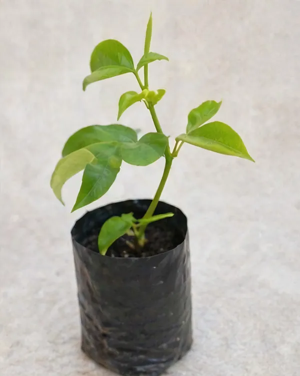 Passion_Flower_Plant_|_Grafted_Krishna_Kamal_Plant_|_Exotic_Flower_Vine_|_Healthy_Live_Plant_Guaranteed
