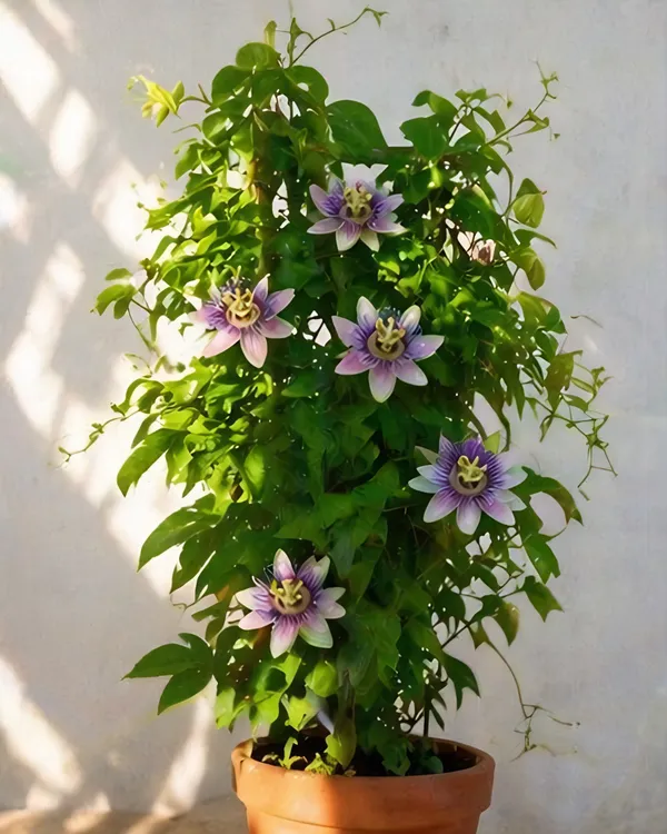 Passion_Flower_Plant_|_Grafted_Krishna_Kamal_Plant_|_Exotic_Flower_Vine_|_Healthy_Live_Plant_Guaranteed