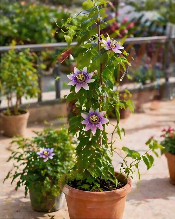 Passion_Flower_Plant_|_Grafted_Krishna_Kamal_Plant_|_Exotic_Flower_Vine_|_Healthy_Live_Plant_Guaranteed