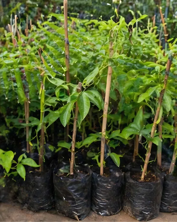 Passion_Flower_Plant_|_Grafted_Krishna_Kamal_Plant_|_Exotic_Flower_Vine_|_Healthy_Live_Plant_Guaranteed