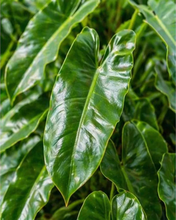 Philodendron_Burle_Marx_Indoor_Plant_|_Grafted_Philodendron_Plant_|_Air_Purifying_|_Low_Maintenance_|_Healthy_Live_Plant_Guaranteed