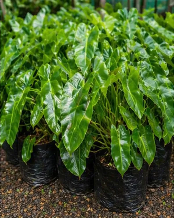 Philodendron_Burle_Marx_Indoor_Plant_|_Grafted_Philodendron_Plant_|_Air_Purifying_|_Low_Maintenance_|_Healthy_Live_Plant_Guaranteed