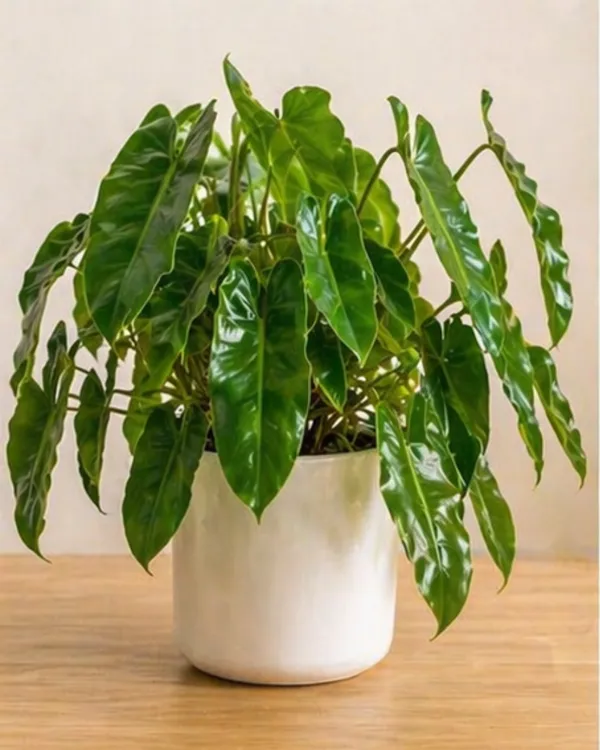 Philodendron_Burle_Marx_Indoor_Plant_|_Grafted_Philodendron_Plant_|_Air_Purifying_|_Low_Maintenance_|_Healthy_Live_Plant_Guaranteed