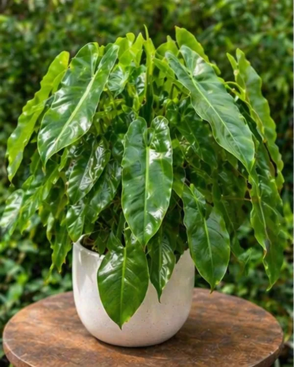 Philodendron_Burle_Marx_Indoor_Plant_|_Grafted_Philodendron_Plant_|_Air_Purifying_|_Low_Maintenance_|_Healthy_Live_Plant_Guaranteed