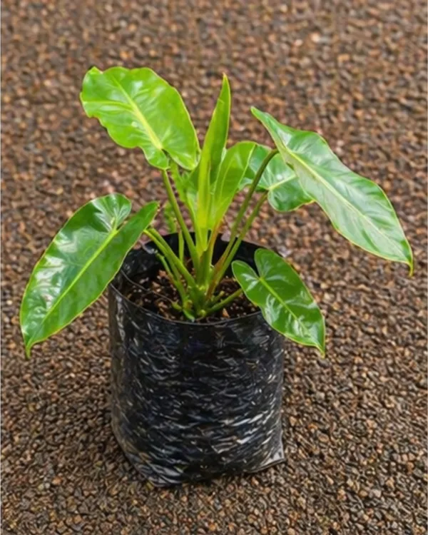 Philodendron_Burle_Marx_Indoor_Plant_|_Grafted_Philodendron_Plant_|_Air_Purifying_|_Low_Maintenance_|_Healthy_Live_Plant_Guaranteed