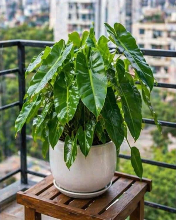 Philodendron_Burle_Marx_Indoor_Plant_|_Grafted_Philodendron_Plant_|_Air_Purifying_|_Low_Maintenance_|_Healthy_Live_Plant_Guaranteed