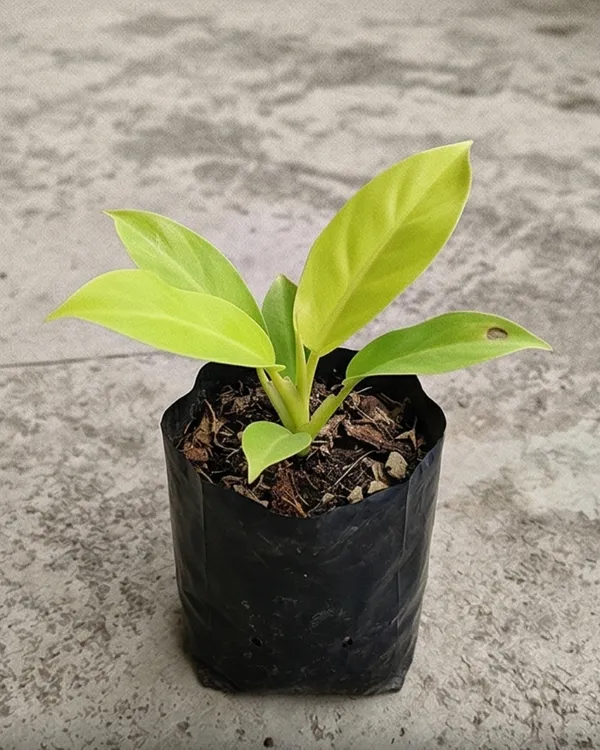 Philodendron_Golden_Plant_|_Grafted_Golden_Philodendron_|_Air_Purifying_Indoor_Plant_|_Healthy_Live_Plant_Guaranteed