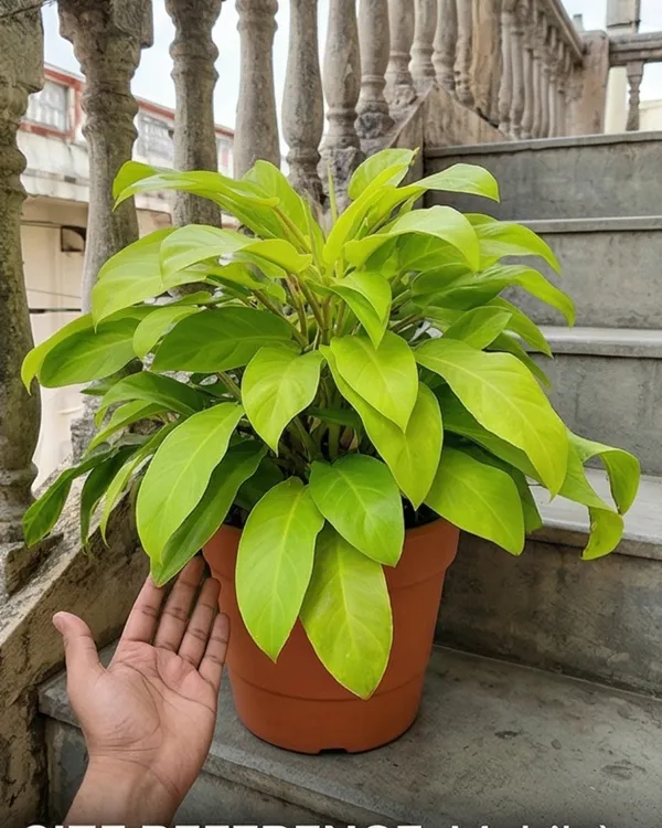 Philodendron_Golden_Plant_|_Grafted_Golden_Philodendron_|_Air_Purifying_Indoor_Plant_|_Healthy_Live_Plant_Guaranteed