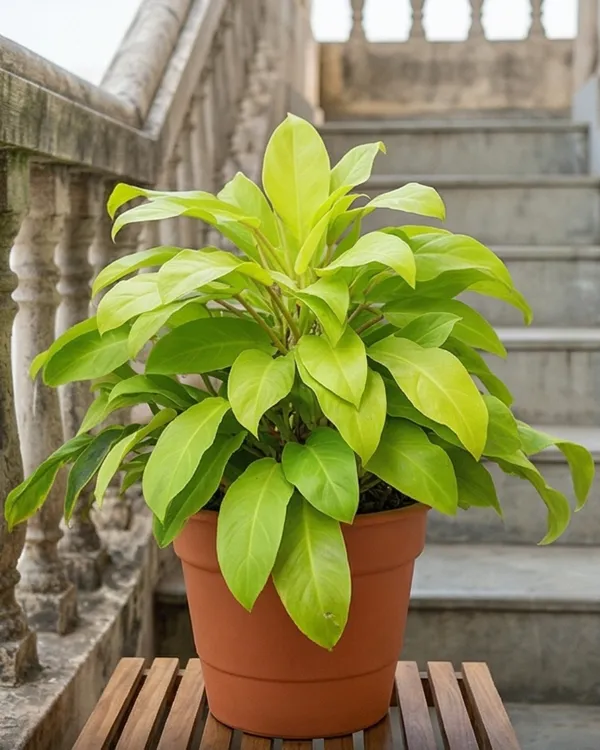 Philodendron_Golden_Plant_|_Grafted_Golden_Philodendron_|_Air_Purifying_Indoor_Plant_|_Healthy_Live_Plant_Guaranteed