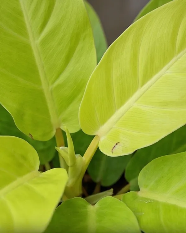 Philodendron_Golden_Plant_|_Grafted_Golden_Philodendron_|_Air_Purifying_Indoor_Plant_|_Healthy_Live_Plant_Guaranteed