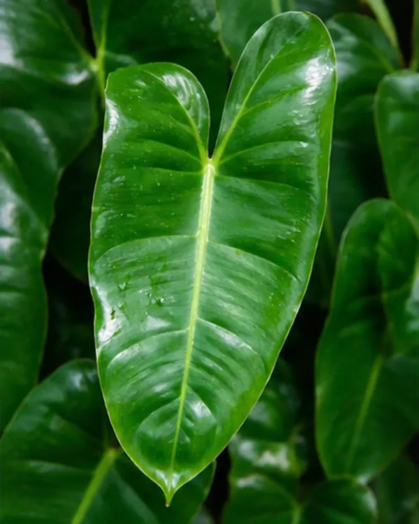 Philodendron_Indoor_Plant_|_Grafted_Philodendron_Plant_|_Air_Purifying_|_Low_Maintenance_|_Healthy_Live_Plant_Guaranteed