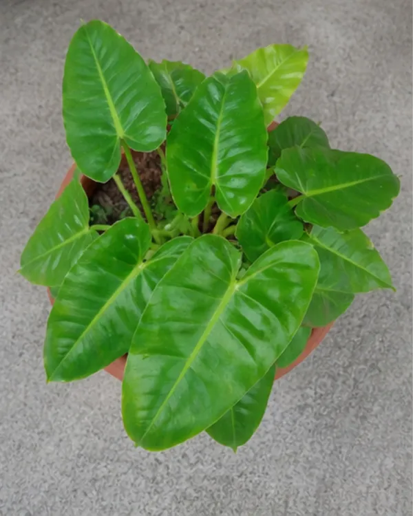 Philodendron_Indoor_Plant_|_Grafted_Philodendron_Plant_|_Air_Purifying_|_Low_Maintenance_|_Healthy_Live_Plant_Guaranteed