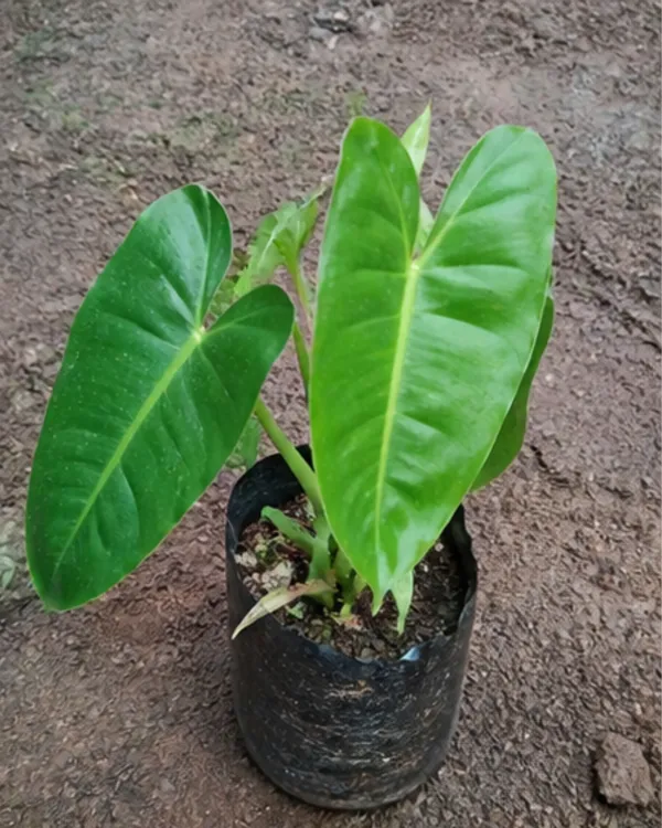 Philodendron_Indoor_Plant_|_Grafted_Philodendron_Plant_|_Air_Purifying_|_Low_Maintenance_|_Healthy_Live_Plant_Guaranteed